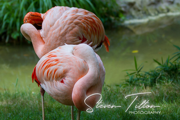 Asheboro Zoo