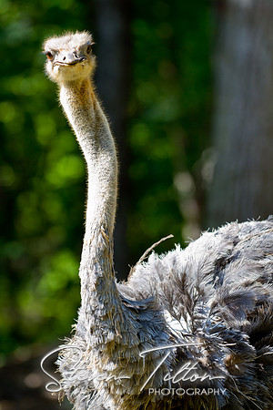 Asheboro Zoo