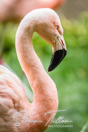 Asheboro Zoo