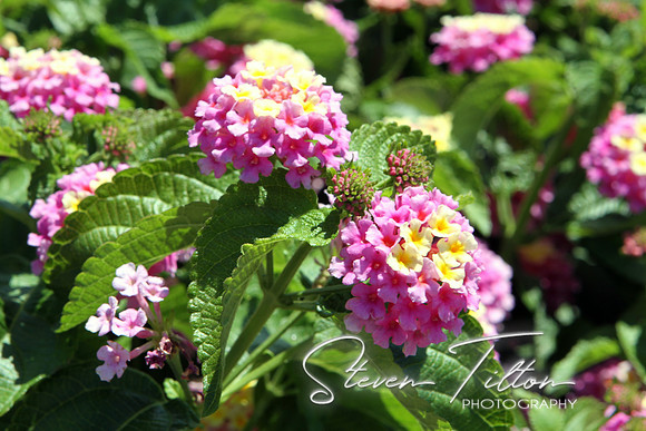 Pink Flower