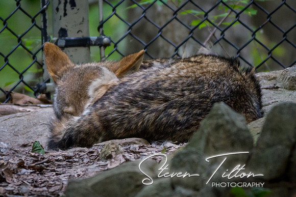 Asheboro Zoo