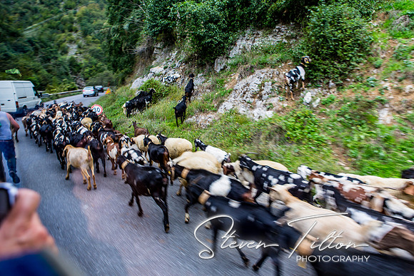 Herding Goats