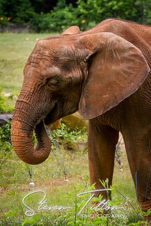 Asheboro Zoo