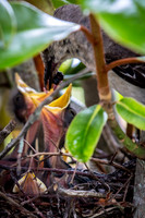 Baby Birds