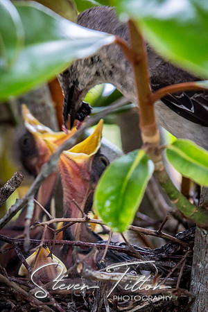 Baby Birds