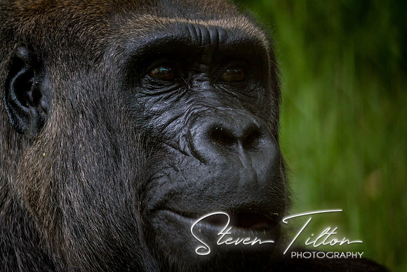 Asheboro Zoo