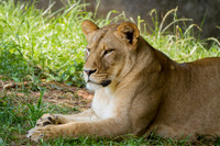 Asheboro Zoo