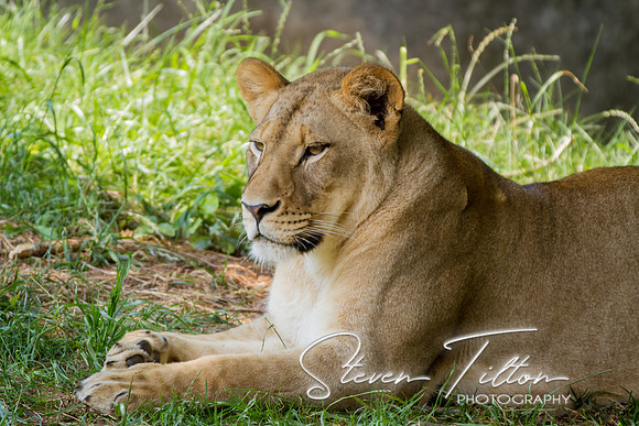 Asheboro Zoo
