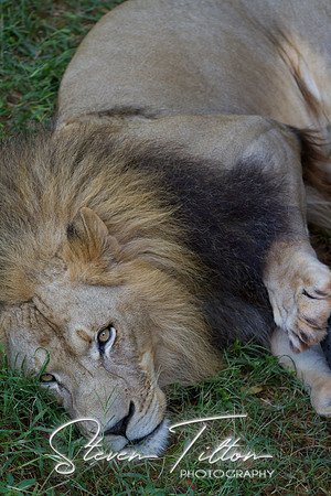 Asheboro Zoo