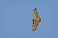Red-tailed Hawk