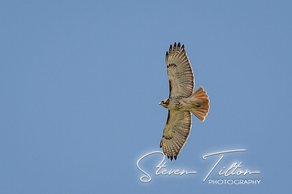 Red-tailed Hawk