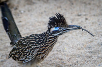 Asheboro Zoo