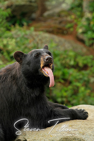 Black Bear