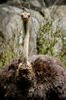 Asheboro Zoo