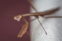 Praying Mantis