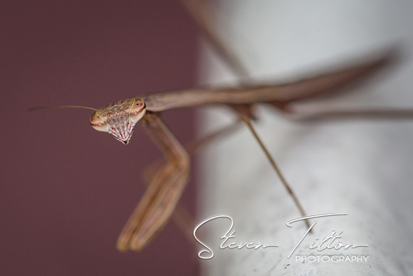 Praying Mantis