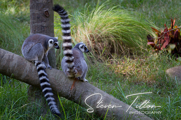 Asheboro Zoo