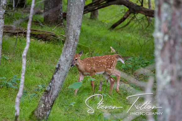Banner Elk