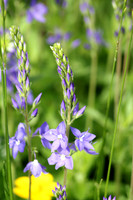 Purple Wildflowers