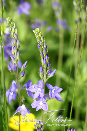 Purple Wildflowers