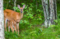 Banner Elk, NC