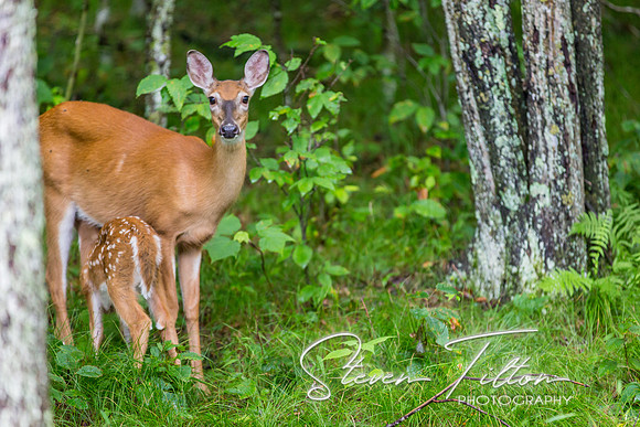 Banner Elk, NC