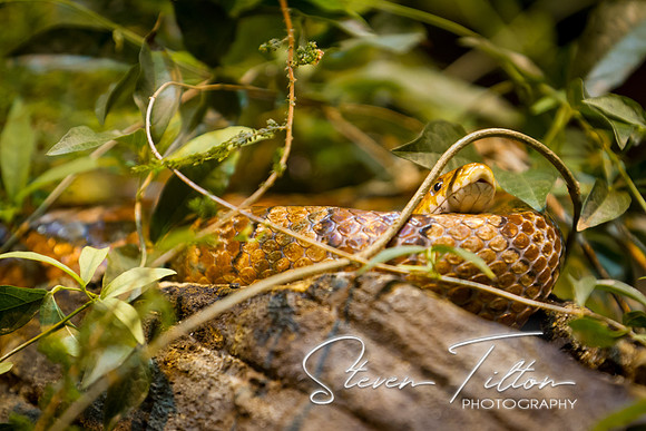 Asheboro Zoo