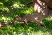 Indianapolis Zoo