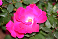 Purple Camelia