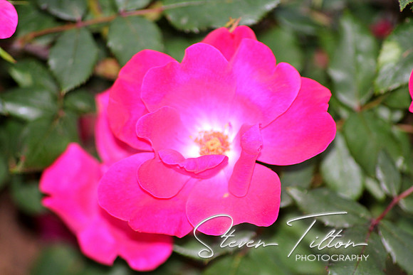 Purple Camelia