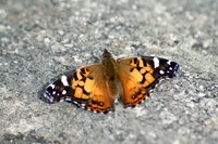 Painted Lady Butterfly
