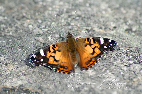 Painted Lady Butterfly
