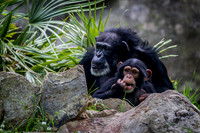 Asheboro Zoo