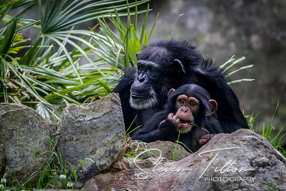 Asheboro Zoo
