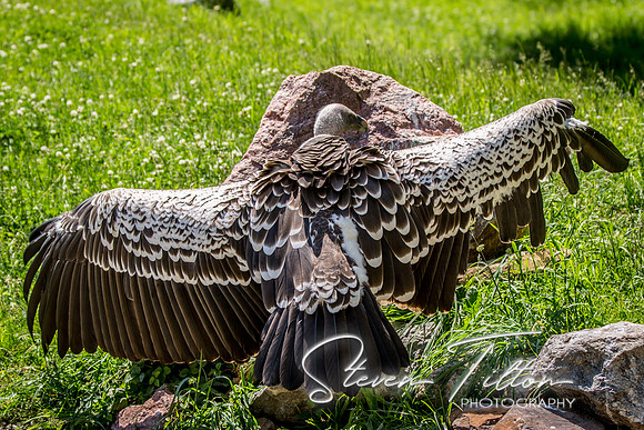 Indianapolis Zoo