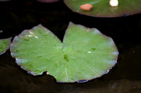 Lily Pad