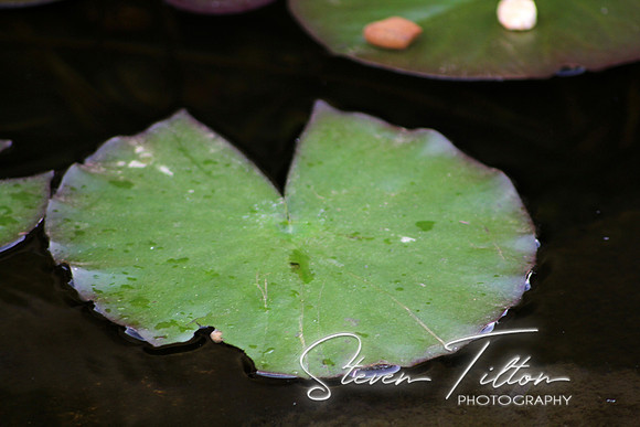 Lily Pad