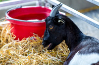 Indiana State Fair