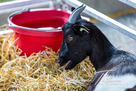 Indiana State Fair