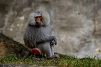 Asheboro Zoo