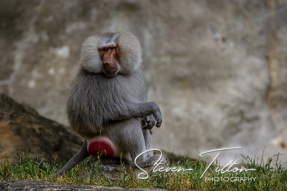 Asheboro Zoo