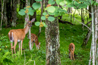 Banner Elk, NC