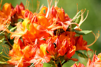 Flame Azalea Blooms