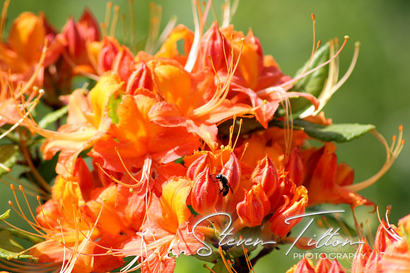 Flame Azalea Blooms