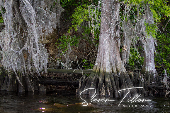 Wilmington River Cruise