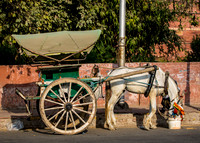 A horse feeds outside of Agra Fort.