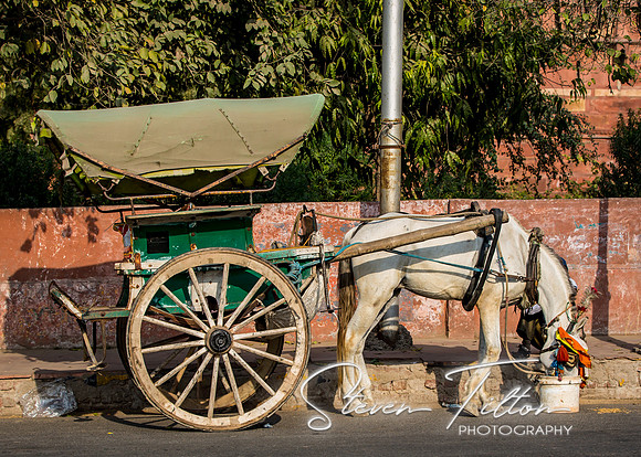A horse feeds outside of Agra Fort.