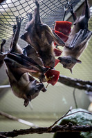 Indianapolis Zoo