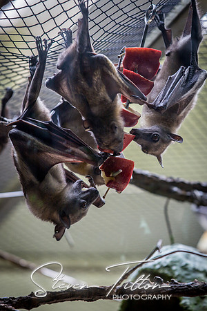 Indianapolis Zoo