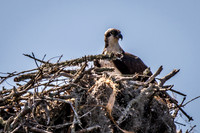 Wilmington River Cruise